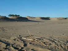 huellas y paja en la arena de la playa el chiringo