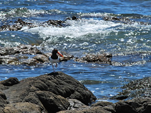 ave en una roca de la playa el chileno