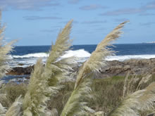 entorno agreste de la playa manantiales