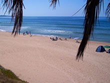 vista de la playa ocean park bajo una palmera