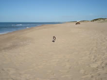 perro corriendo por ocean park