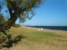 arbol en la entrada a la playa pinares