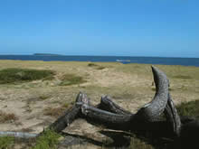 troncos en la entrada de la playa pinares